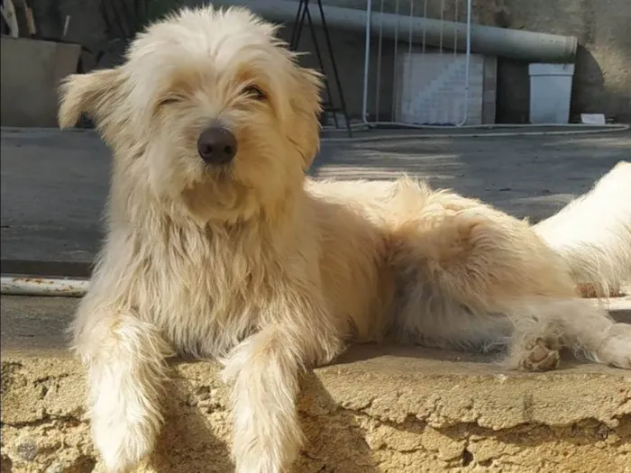 Cachorro ra a SRD-ViraLata idade 6 ou mais anos nome Nala