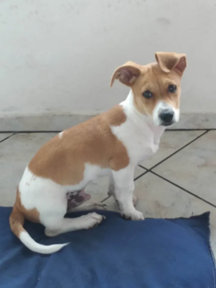 Cachorro ra a SRD-ViraLata idade 2 a 6 meses nome Spike