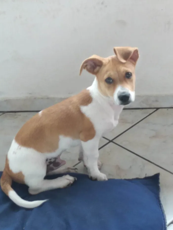 Cachorro ra a SRD-ViraLata idade 2 a 6 meses nome Spike