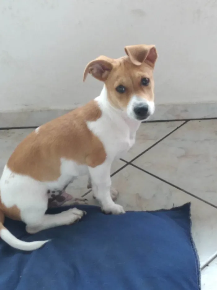 Cachorro ra a SRD-ViraLata idade 2 a 6 meses nome Spike