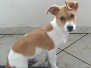 Cachorro raça SRD-ViraLata idade 2 a 6 meses nome Spike