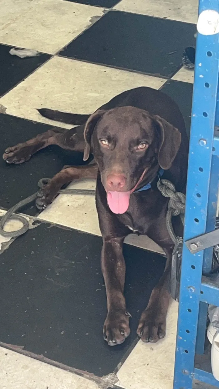 Cachorro ra a Labrador idade 1 ano nome Café