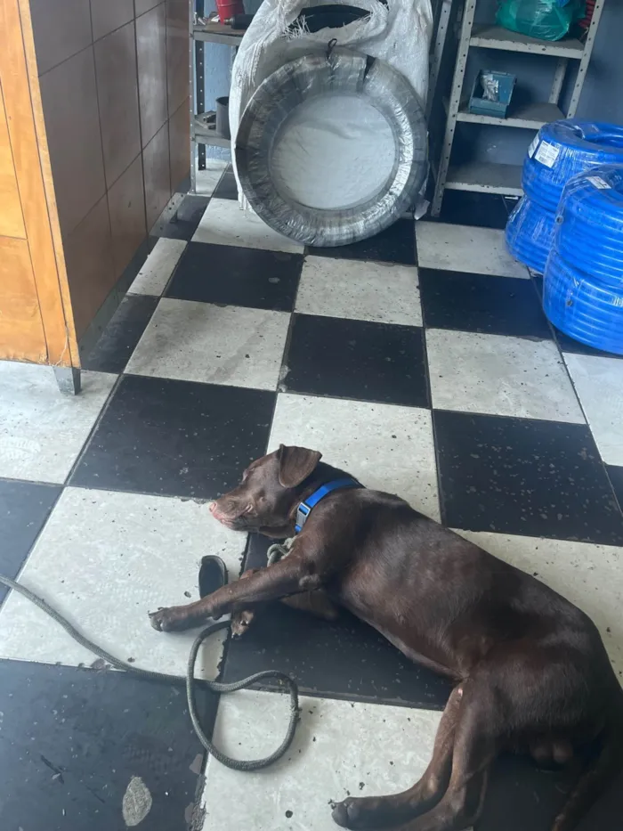 Cachorro ra a Labrador idade 1 ano nome Café