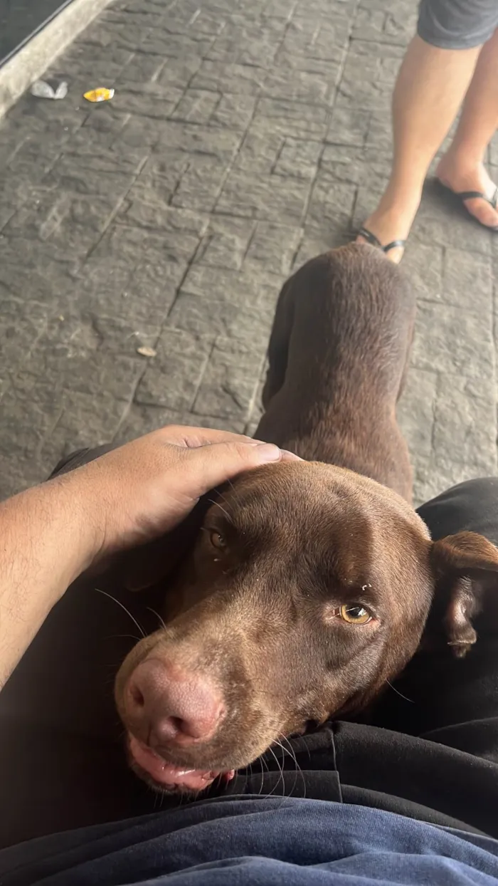 Cachorro ra a Labrador idade 1 ano nome Café