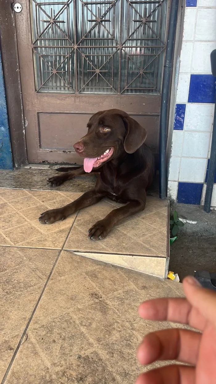 Cachorro ra a Labrador idade 1 ano nome Café