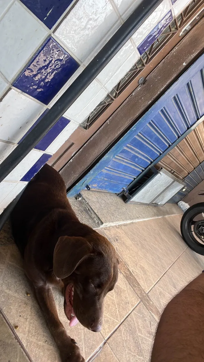 Cachorro ra a Labrador idade 1 ano nome Café