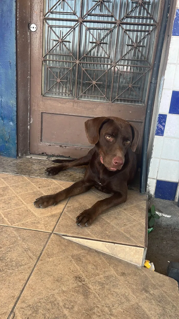 Cachorro ra a Labrador idade 1 ano nome Café