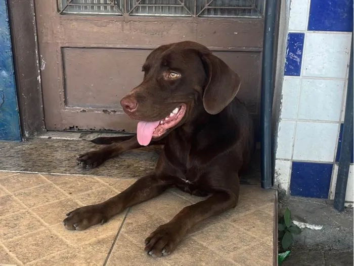 Cachorro ra a Labrador idade 1 ano nome Café