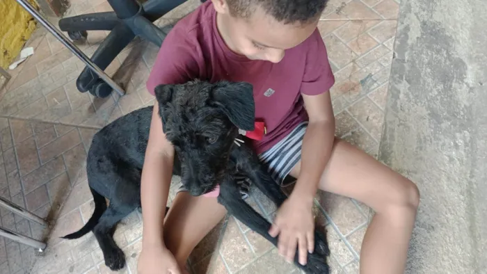 Cachorro ra a SRD-ViraLata idade 7 a 11 meses nome Spike