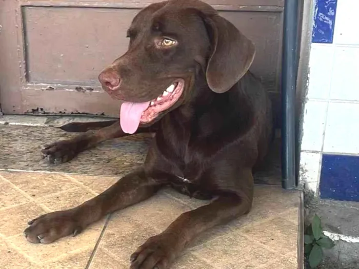 Cachorro ra a Labrador idade 1 ano nome Café