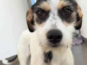 Cachorro raça SRD-ViraLata idade 7 a 11 meses nome Maia