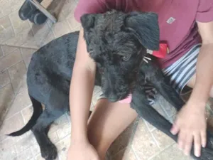 Cachorro raça SRD-ViraLata idade 7 a 11 meses nome Spike