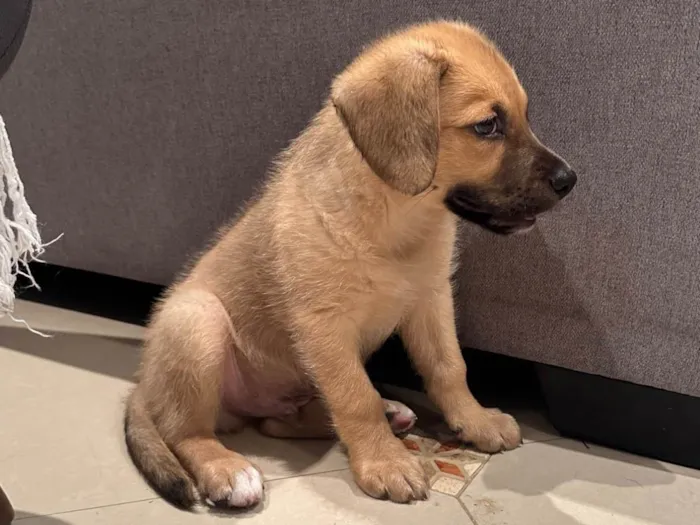 Cachorro ra a SRD-ViraLata idade 2 a 6 meses nome Caramelo