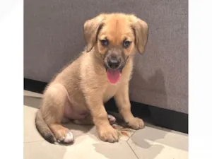 Cachorro raça SRD-ViraLata idade 2 a 6 meses nome Caramelo