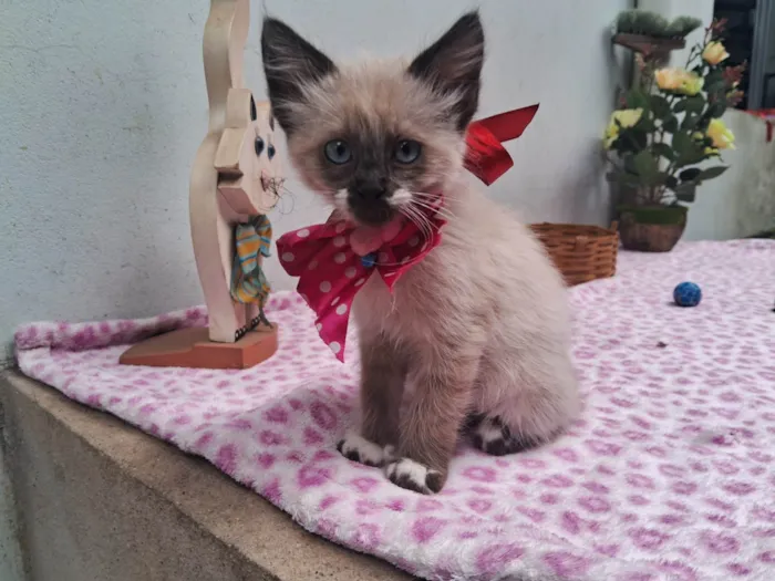 Gato ra a Siamês idade 2 a 6 meses nome Sem Nome 