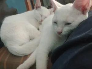 Gato raça SRD-ViraLata idade 7 a 11 meses nome Luigi