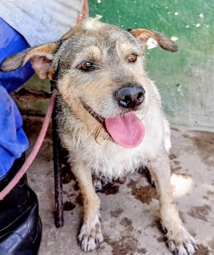 Cachorro ra a SRD-ViraLata idade 3 anos nome Timão