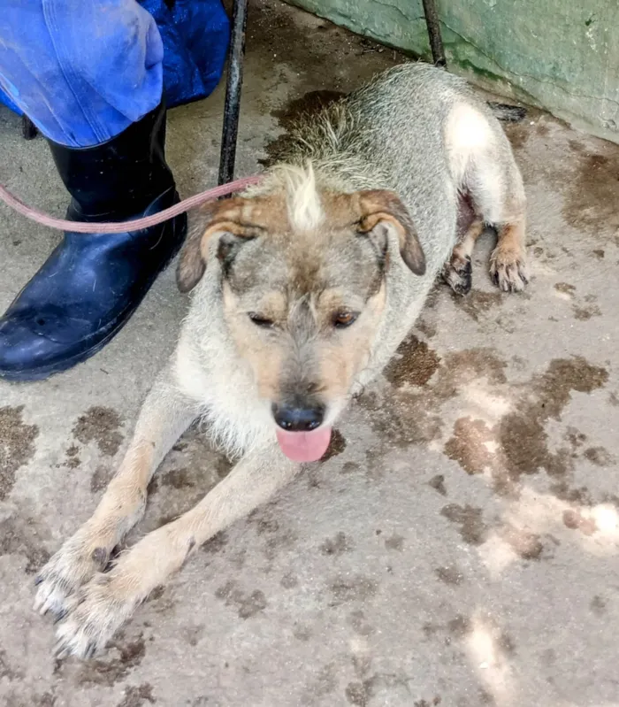 Cachorro ra a SRD-ViraLata idade 3 anos nome Timão