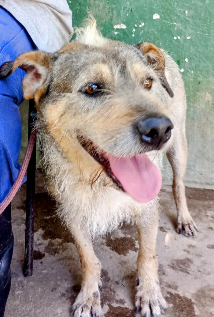 Cachorro ra a SRD-ViraLata idade 3 anos nome Timão