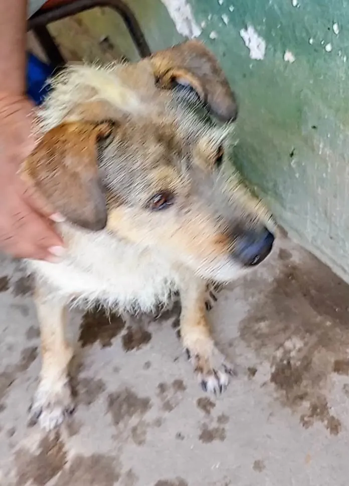 Cachorro ra a SRD-ViraLata idade 3 anos nome Timão