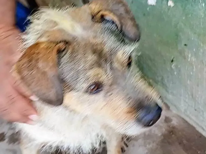 Cachorro ra a SRD-ViraLata idade 3 anos nome Timão