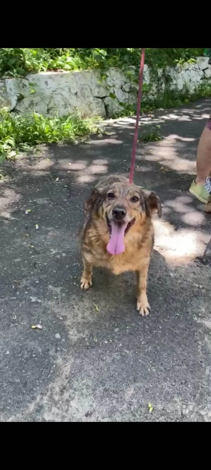 Cachorro ra a SRD-ViraLata idade 4 anos nome Ulisses 