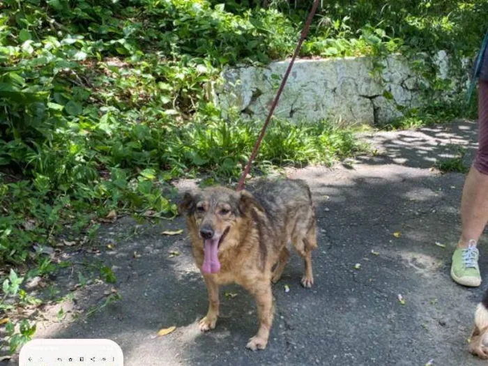 Cachorro ra a SRD-ViraLata idade 4 anos nome Ulisses 