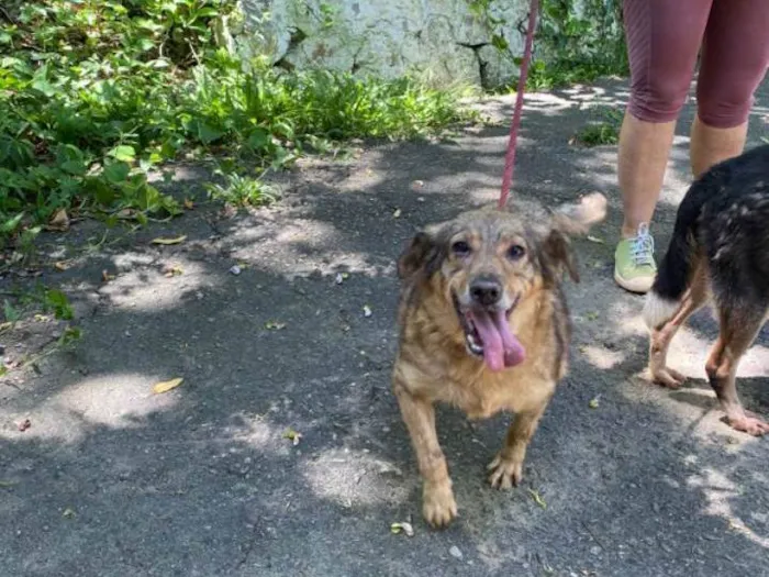 Cachorro ra a SRD-ViraLata idade 4 anos nome Ulisses 