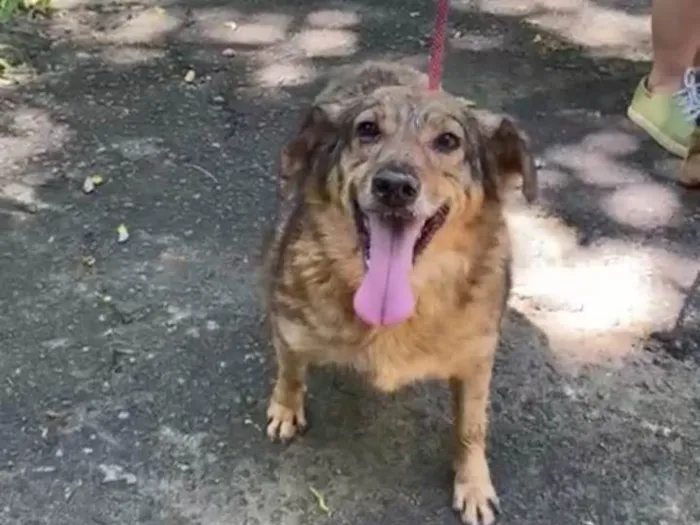 Cachorro ra a SRD-ViraLata idade 4 anos nome Ulisses 