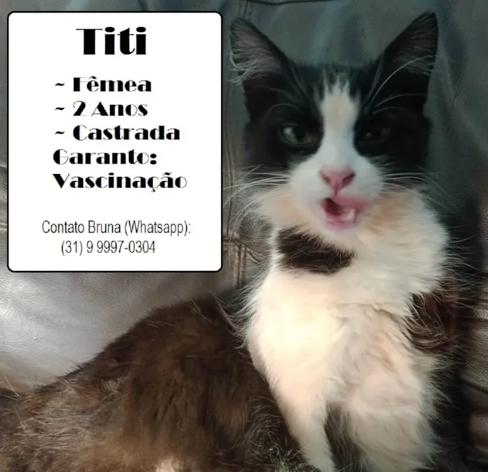 Gato ra a SRD-ViraLata idade 2 anos nome Titi