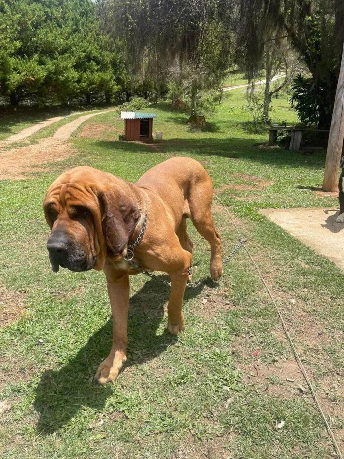 Cachorro ra a Fila idade 3 anos nome Chiquinho