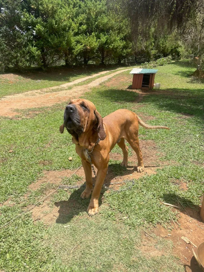 Cachorro ra a Fila idade 3 anos nome Chiquinho