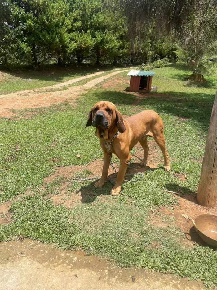 Cachorro ra a Fila idade 3 anos nome Chiquinho