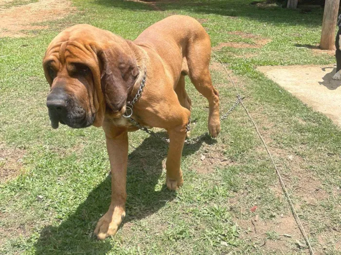 Cachorro ra a Fila idade 3 anos nome Chiquinho