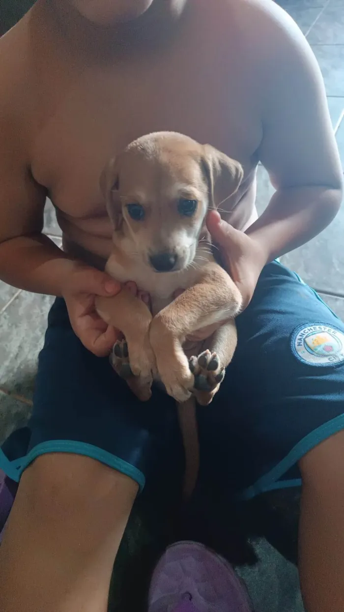 Cachorro ra a SRD-ViraLata idade Abaixo de 2 meses nome Não tem nome