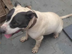 Cachorro raça Pit-Bull idade 6 ou mais anos nome Bisteca