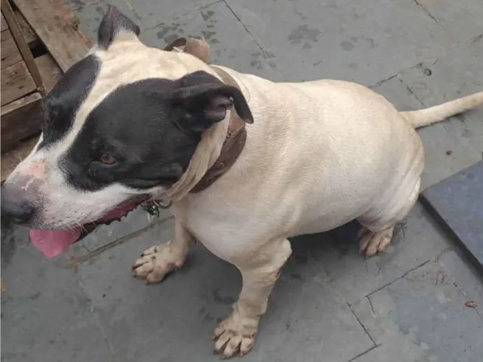 Cachorro ra a Pit-Bull idade 6 ou mais anos nome Bisteca