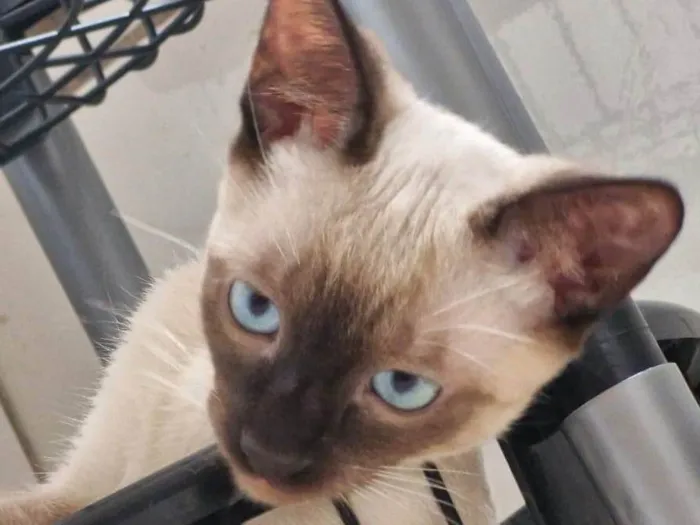 Gato ra a SRD-ViraLata idade 2 a 6 meses nome Sialata macho