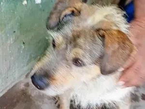 Cachorro raça SRD-ViraLata idade 3 anos nome Timão