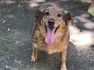 Cachorro raça SRD-ViraLata idade 4 anos nome Ulisses 