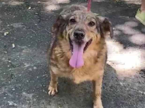 Cachorro ra a SRD-ViraLata idade 4 anos nome Ulisses 