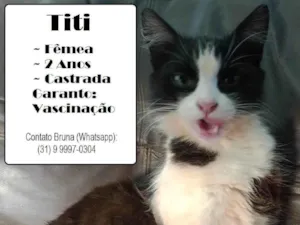 Gato raça SRD-ViraLata idade 2 anos nome Titi