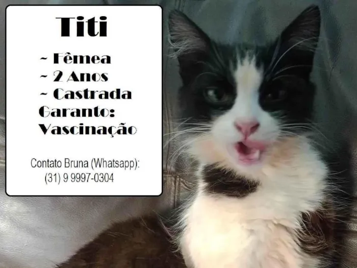 Gato ra a SRD-ViraLata idade 2 anos nome Titi