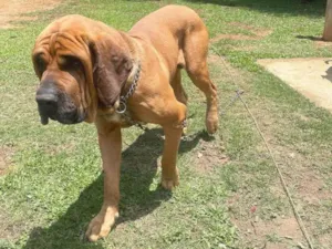 Cachorro raça Fila idade 3 anos nome Chiquinho