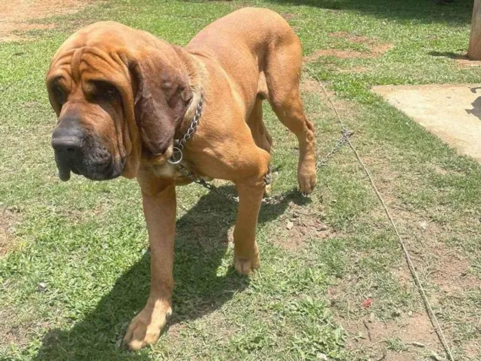 Cachorro ra a Fila idade 3 anos nome Chiquinho