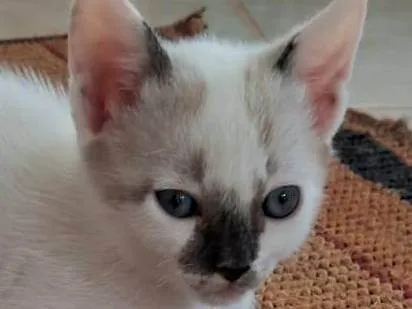 Gato ra a SRD-ViraLata idade Abaixo de 2 meses nome Filhote sialata