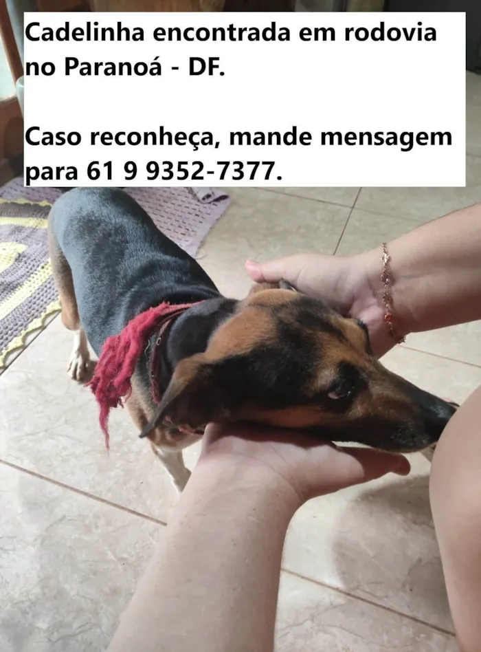 Cachorro ra a SRD-ViraLata idade 4 anos nome Sem identificação