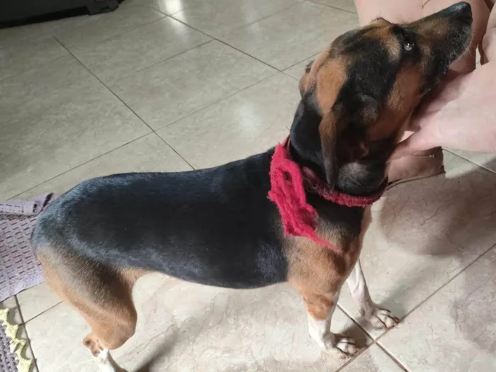 Cachorro ra a SRD-ViraLata idade 4 anos nome Sem identificação