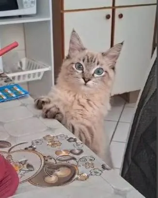 Gato ra a SRD-ViraLata idade 7 a 11 meses nome Dois gatinhos para adoção juntos