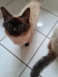 Dois gatinhos para adoção juntos